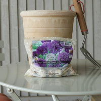 Allium Elegant Bulb Mix