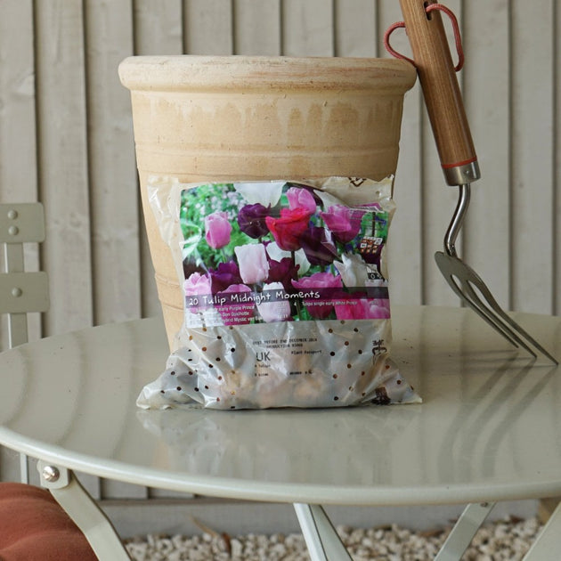Midnight Moments Tulip Bulb Mix packet