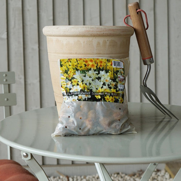 Dwarf Daffodil Scented Bulbs Mix
