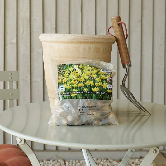 Dwarf Daffodil Tete a Tete Bulbs