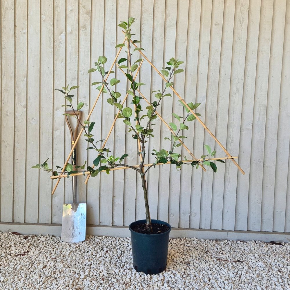 Cooking Apply Tree James Grieve Apple | Young & Mature Apple Trees For Sale – Ornamental Trees