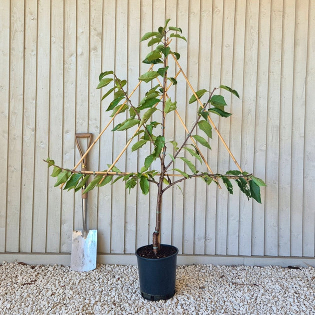cherry plant in pot Stella Cherry Tree | Sweet Eating Cherries