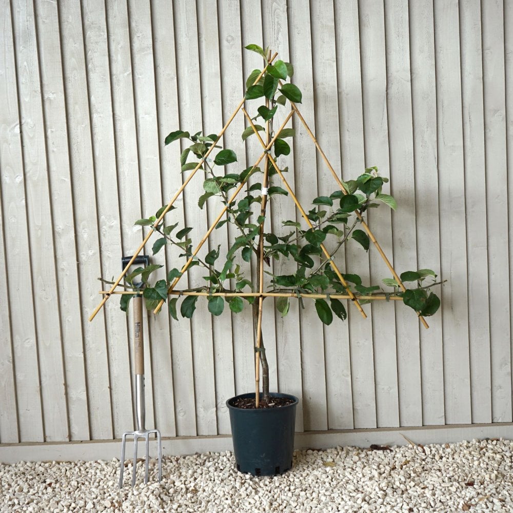 Cooking Apply Tree Bramley Seedling Apple Tree | Cooking Apple Trees | Ornamental Trees