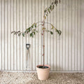 Single stem tree, 150-200cm, 12L pot
