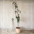 Single stem tree, 100-150cm, 7.5L pot