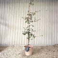 Single stem tree, 150-200cm, 12L pot