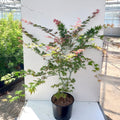 Bush, 120-150cm, 20L pot