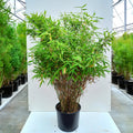 Clump, 120-150cm, 20L