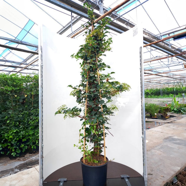 can you plant a climbing hydrangea in a pot Hydrangea petiolaris