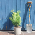 Feathered, 40-60cm, 7.5L pot