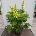 Bush, 70-100cm, 20L pot