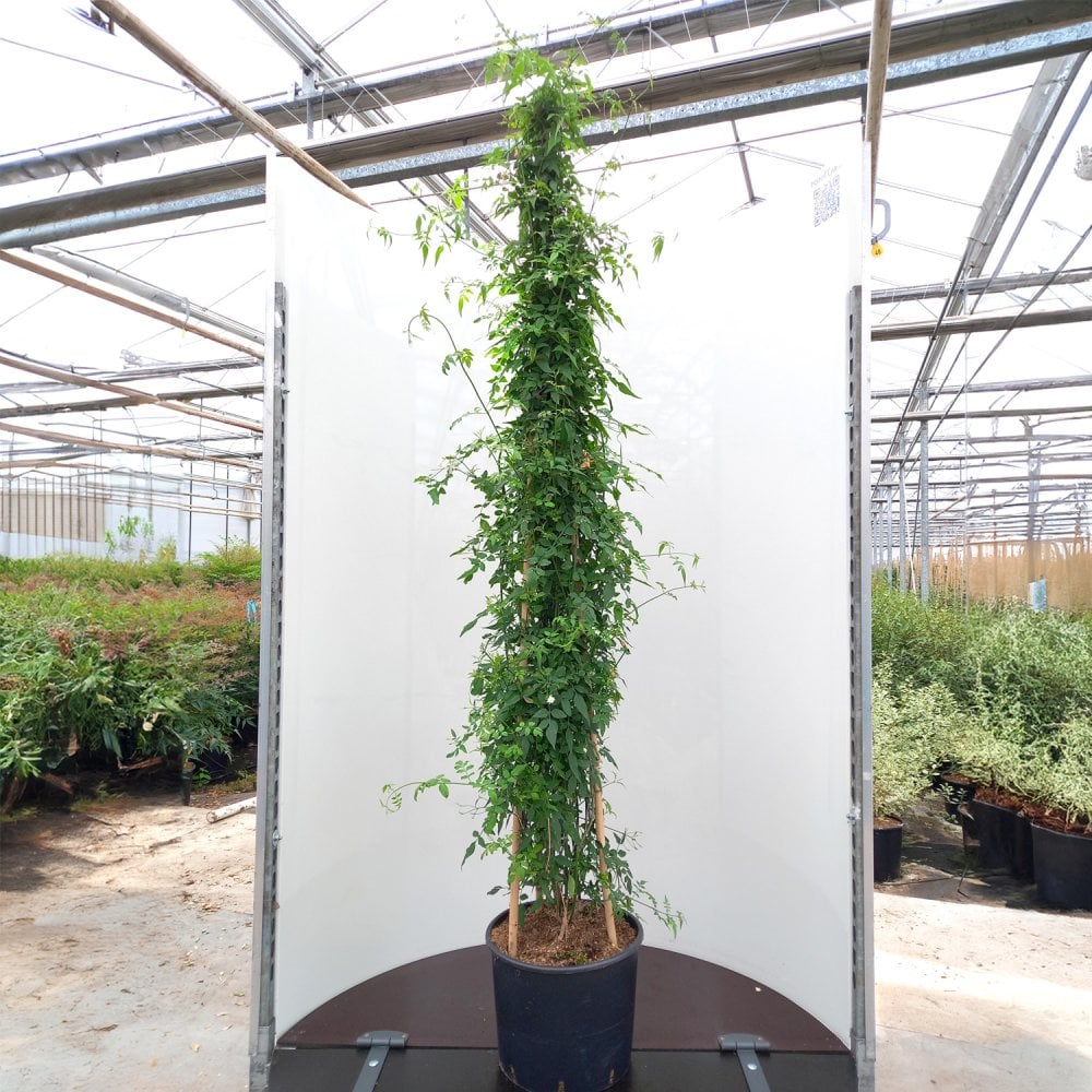 Jasminum officinale Jasmine in pot