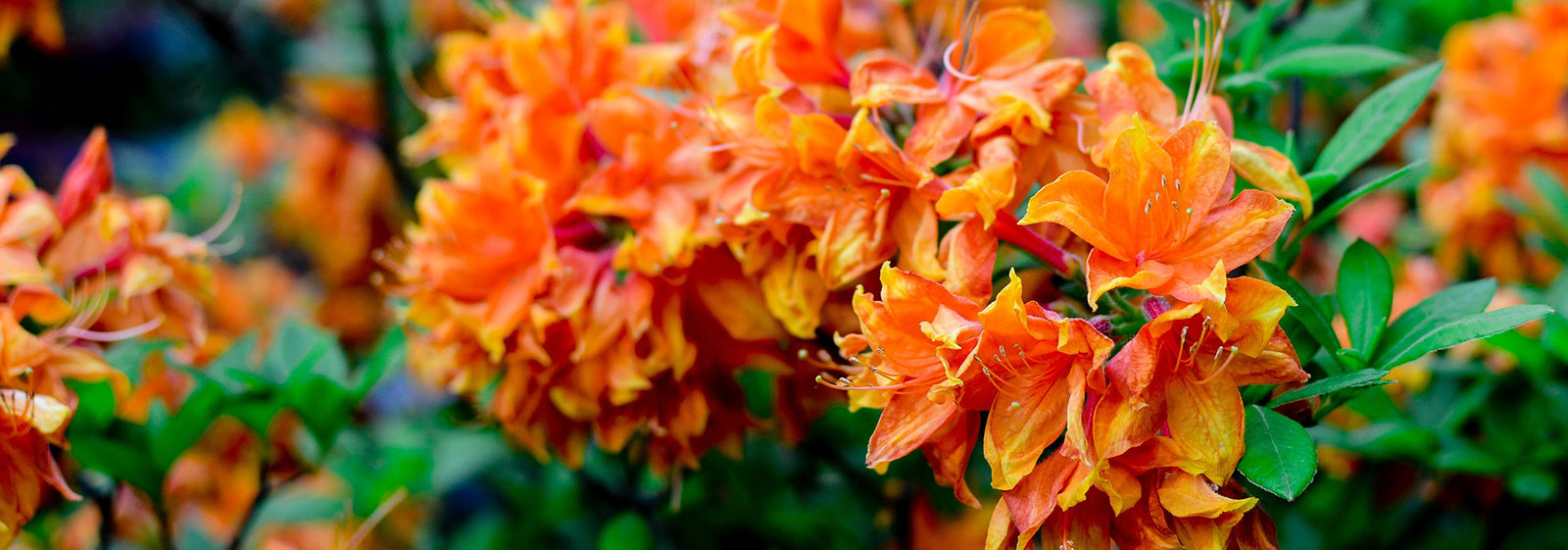 Ornamental Trees