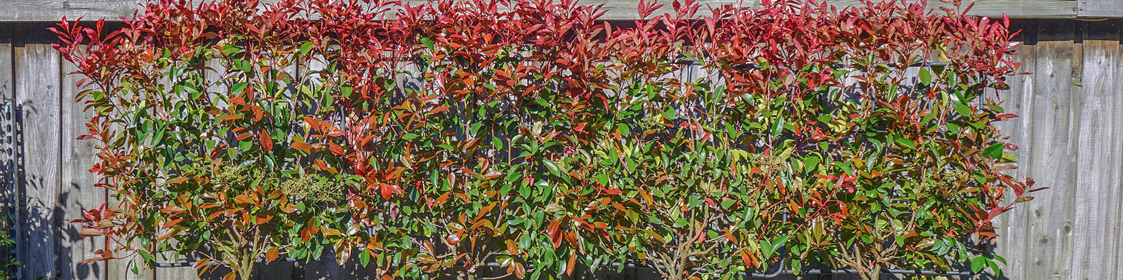 Ornamental Trees