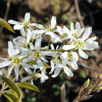 Amelanchier flowers