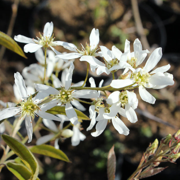 Amelanchier flowers