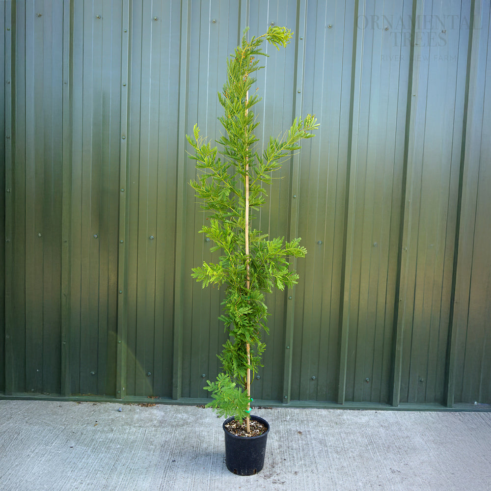 Acacia Dealbata Feathered Tree