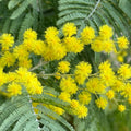 Acacia dealbata Mimosa tree