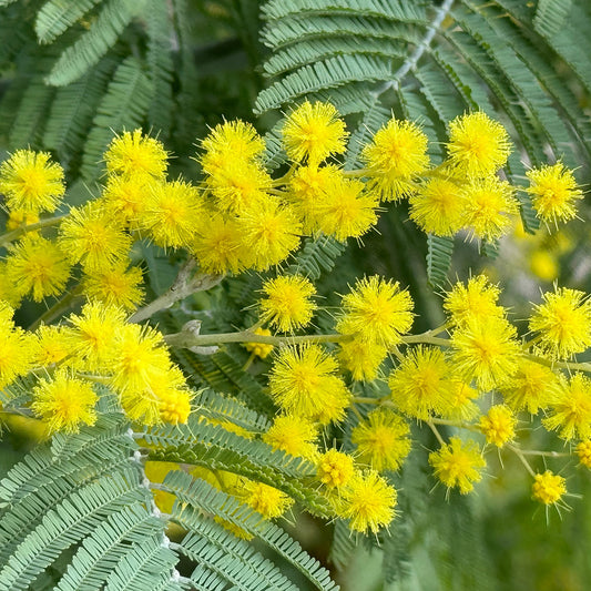 Acacia dealbata Mimosa tree