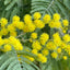 Acacia dealbata Mimosa tree