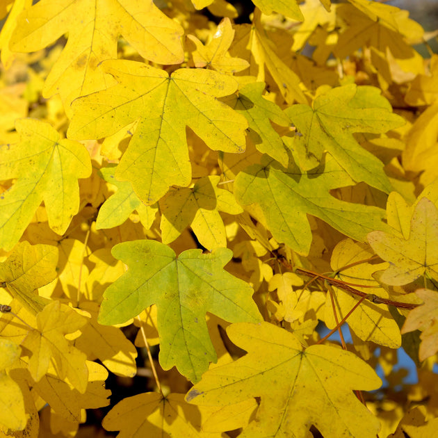 Acer Campestre Hedging in Autumn