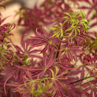Acer palmatum 'Jerre Schwartz' Japanese Maple