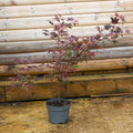 Acer 'Atropurpureum' 5L pot
