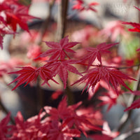 Acer Beni-Maiko spring leaves