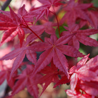 Acer Beni-Maiko spring leaves