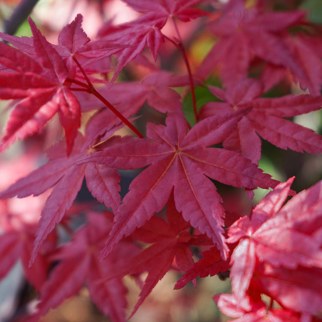 Acer Beni-Maiko spring leaves