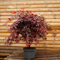 Acer Bloodgood 12L pote
