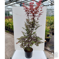 Acer pal Bloodgood large japanese maple