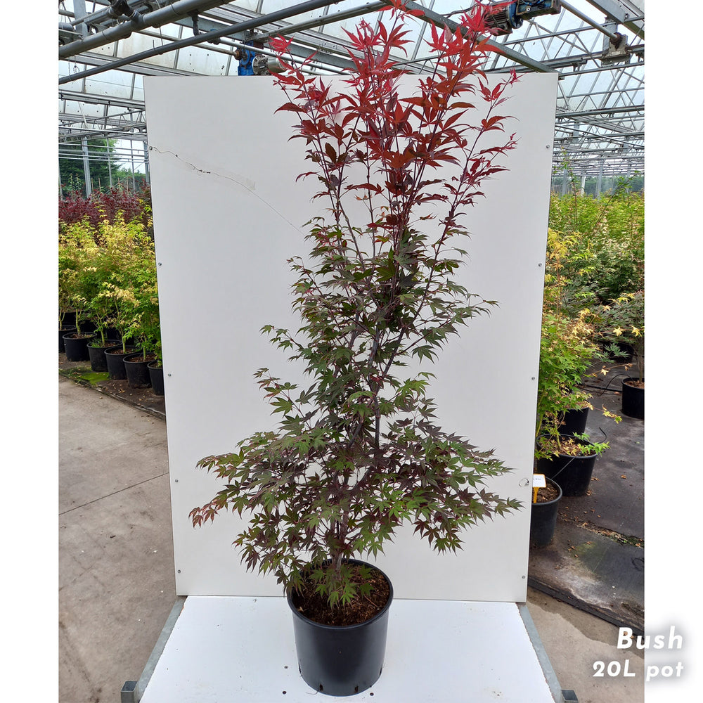 Acer pal Bloodgood large japanese maple