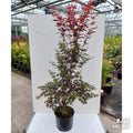 Acer pal Bloodgood large japanese maple