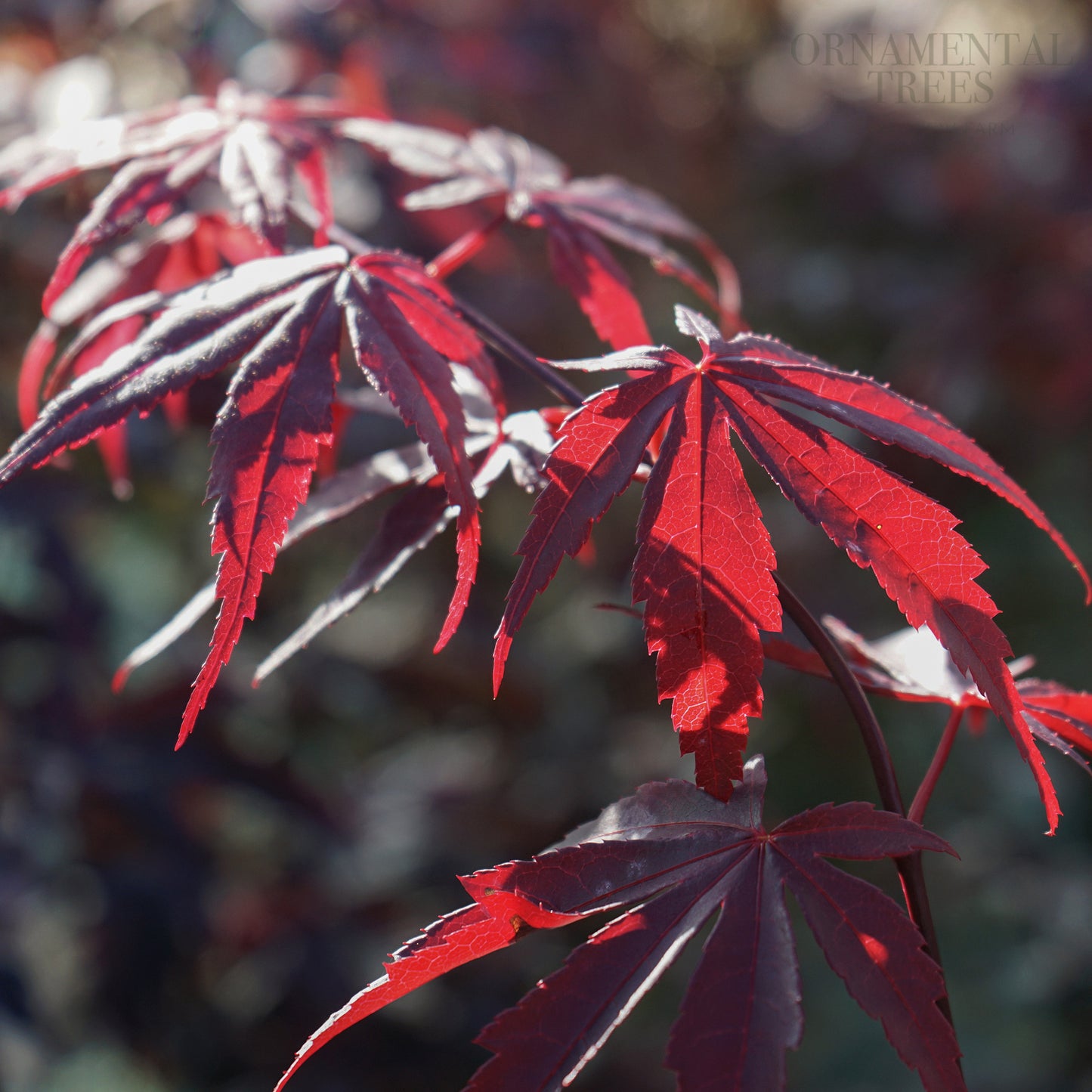 Acer palmatum 'Bloodgood' Japanese Maple