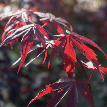 Acer palmatum 'Bloodgood' Japanese Maple