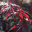Acer palmatum 'Bloodgood' Japanese Maple