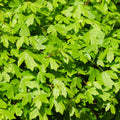 Hedging, 150-175cm height, rootball
