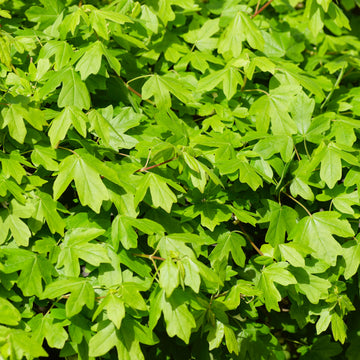 Acer Campestre Hedging in Summer