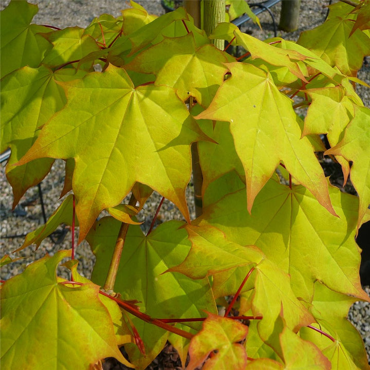 Acer Trees | Range of Maple Trees | Ornamental Trees
