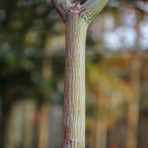 Acer Davidii Viper Bark