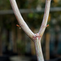 Acer Davidii Viper Bark