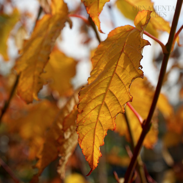 Acer Davidii Viper autumn leaves