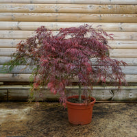 Acer Ever red 15L pot, Bush