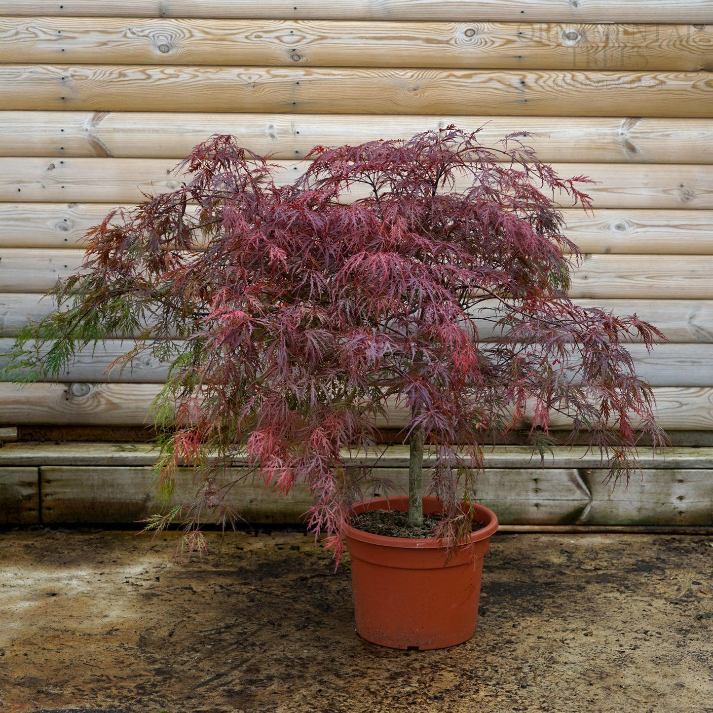 Acer Ever red 15L pot, Bush