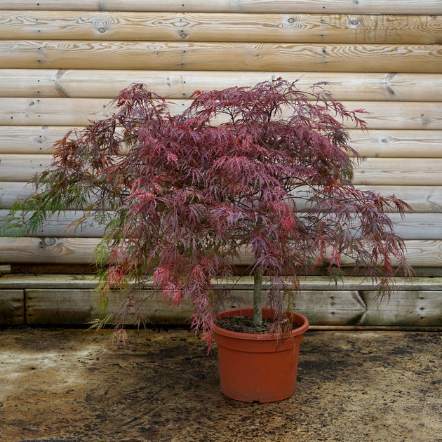 Acer Ever red 15L pot, Bush