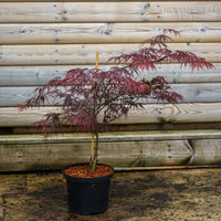 Acer Ever Red 5L pot, Bush