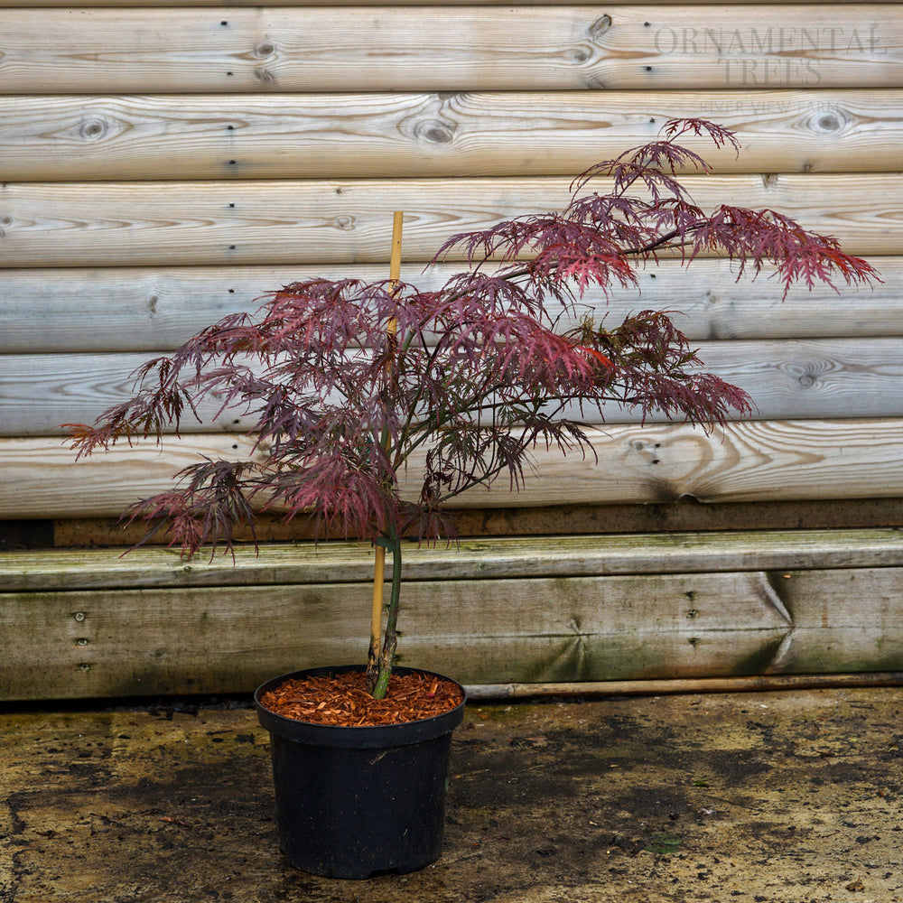 Acer Ever Red 5L pot, Bush