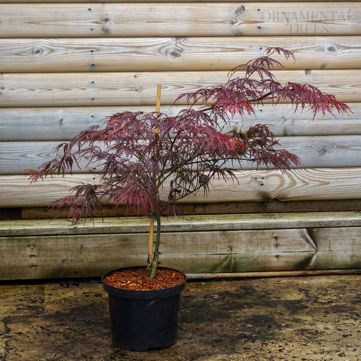 Acer Ever Red 5L pot, Bush