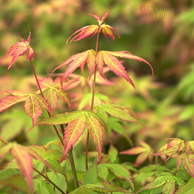 Acer palmatum 'Little Princess' Japanese Maple leaves